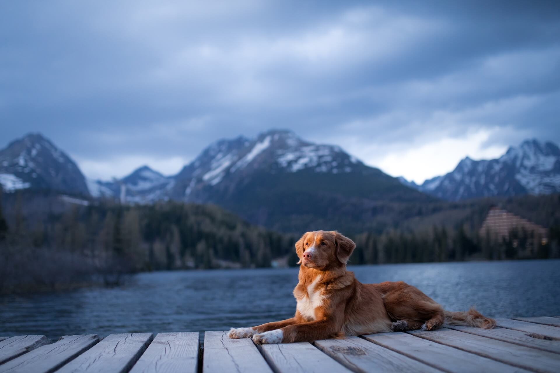 Pet Wellness Care In Maple Valley, WA mobile