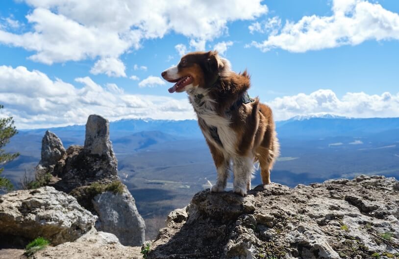 Top rated vet in Maple Valley, WA 