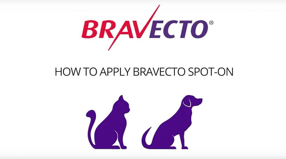 How to Apply Bravecto