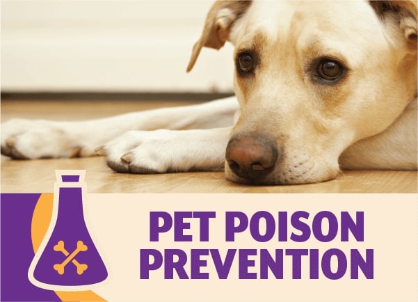 Xylitol Poisoning