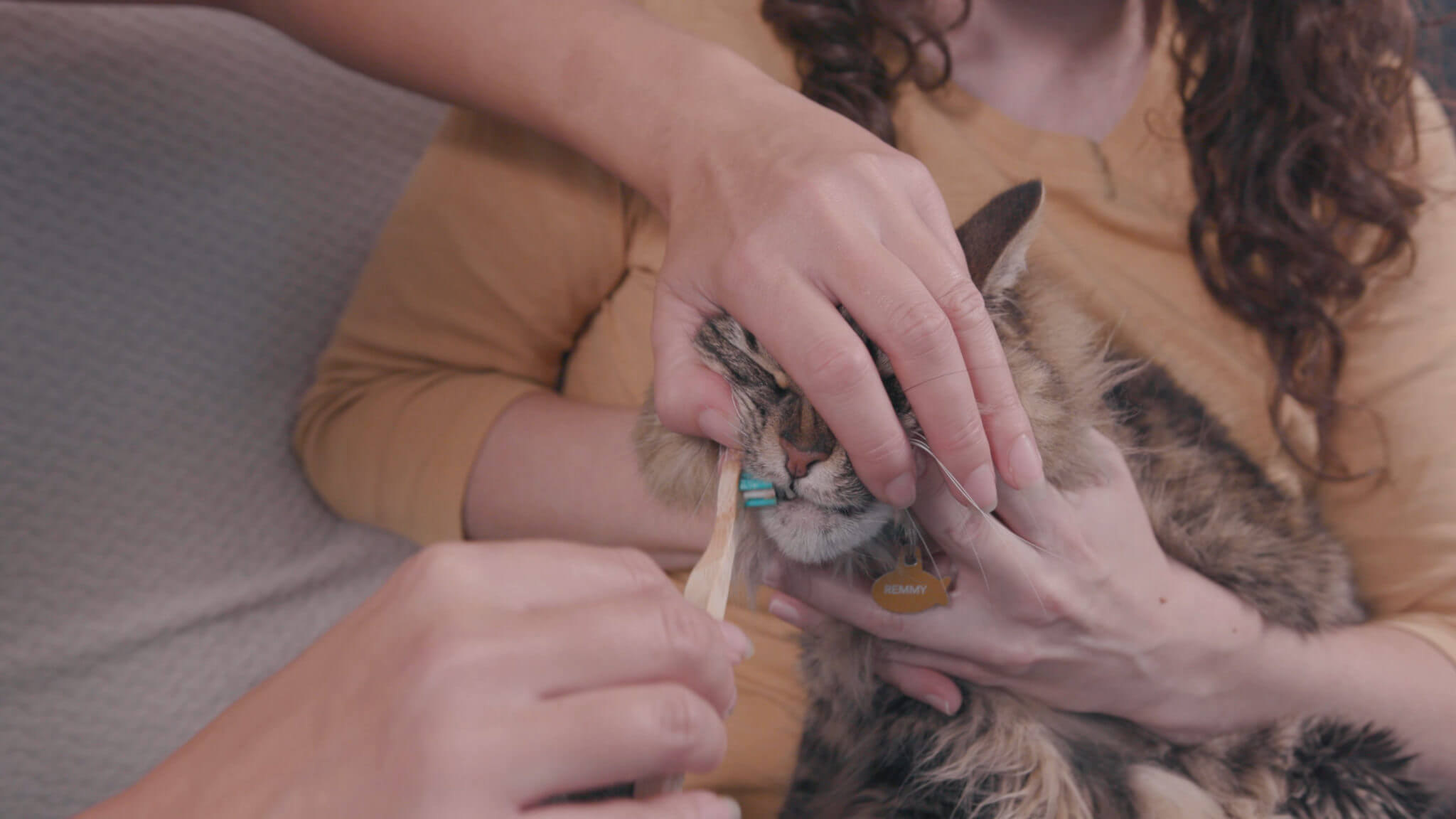 How To Brush Your Cat’s Teeth