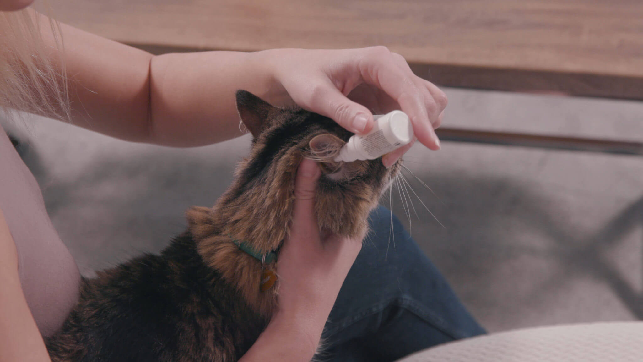 How To Give Ear Drops To Your Cat