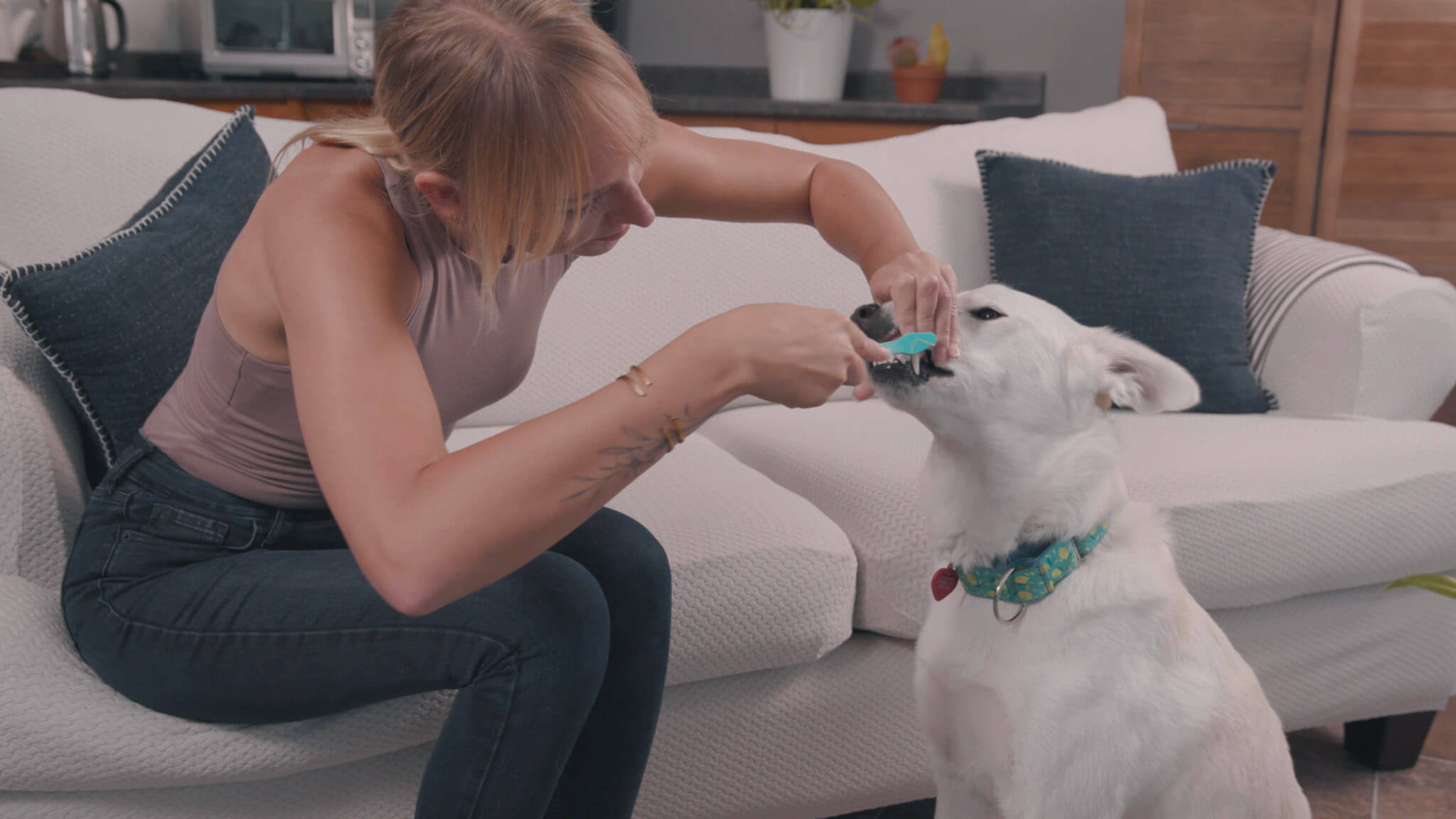 How To Brush Your Dog’s Teeth