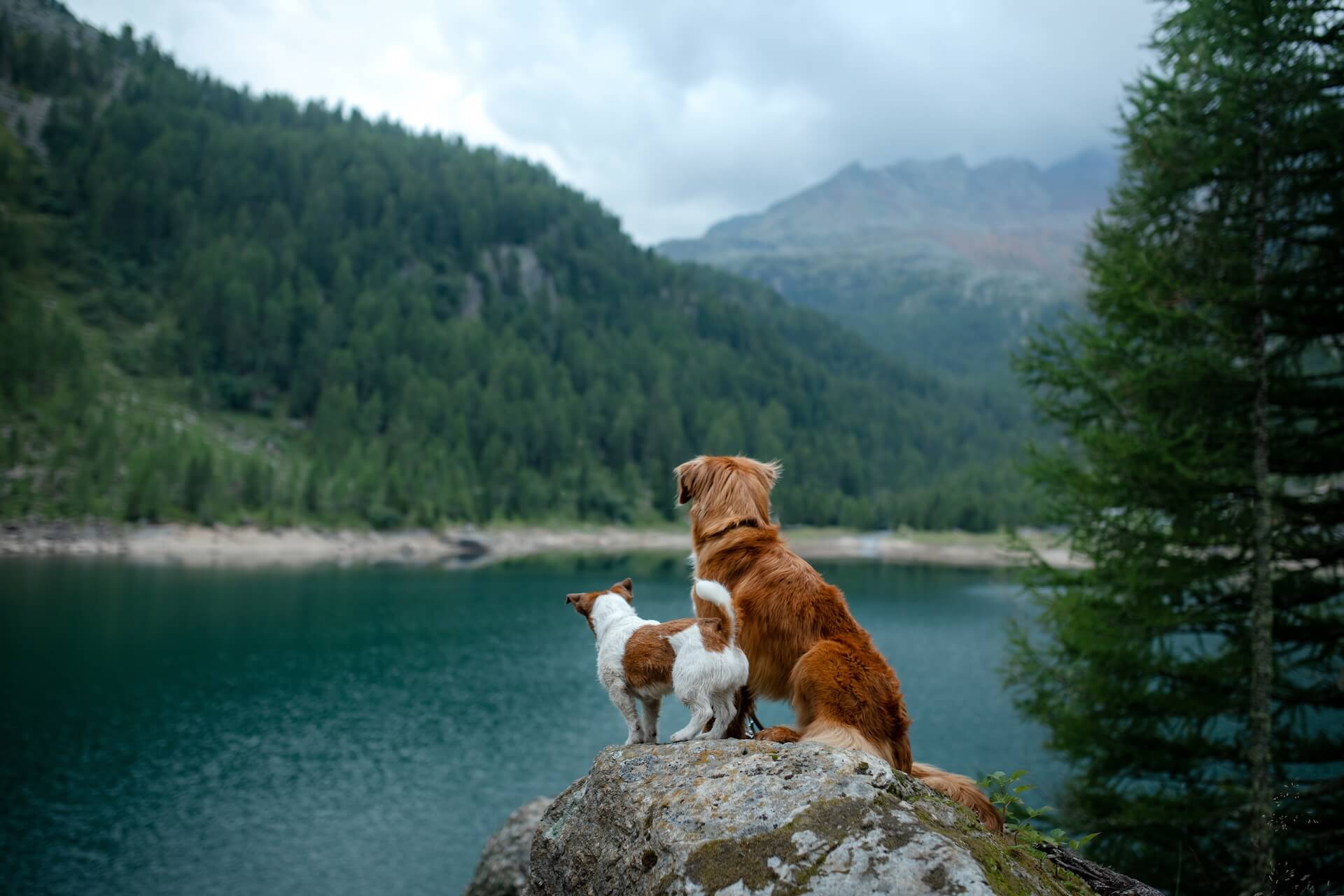 Two dogs sitting on the side of a lake and mountian
