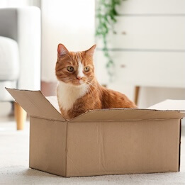 Cat in a box