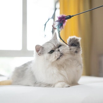 cat playing 