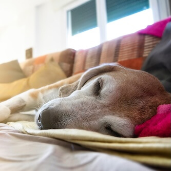 Elderly dog 