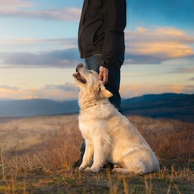 Dog outside with owner on a mountain watching the view 