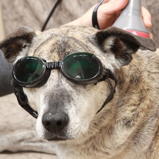 Dog receiving laser therapy