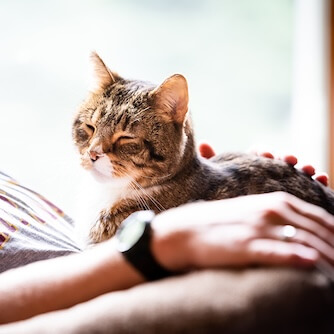 Cat sitting with owner napping in a chair 