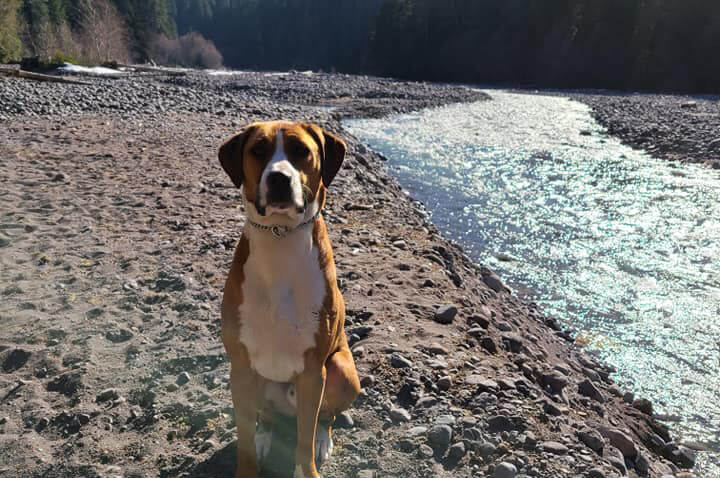 Dog sitting on the beach