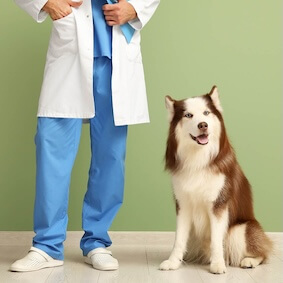 Image of a dog sitting next to a veterinarian