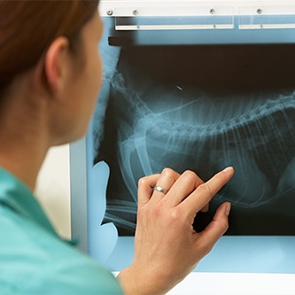 Image of a vet checking an X-ray