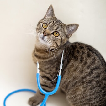 cat sitting with a stethoscope around it neck 