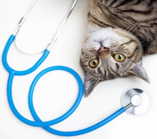wellness plans for pets