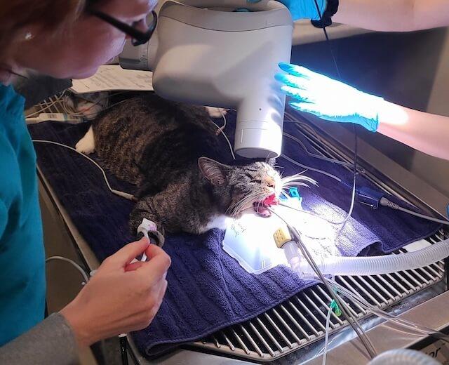 Dental
