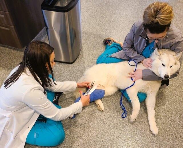 Urgent Pet Care